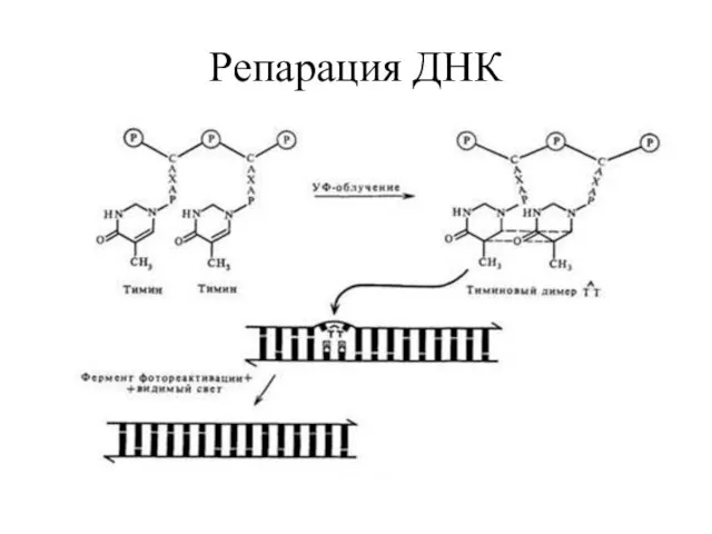 Репарация ДНК