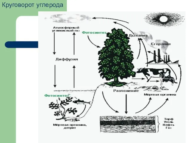 Круговорот углерода