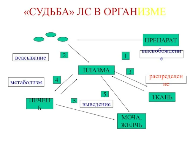 «СУДЬБА» ЛС В ОРГАНИЗМЕ ПРЕПАРАТ ПЛАЗМА ТКАНЬ МОЧА, ЖЕЛЧЬ ПЕЧЕНЬ высвобождение