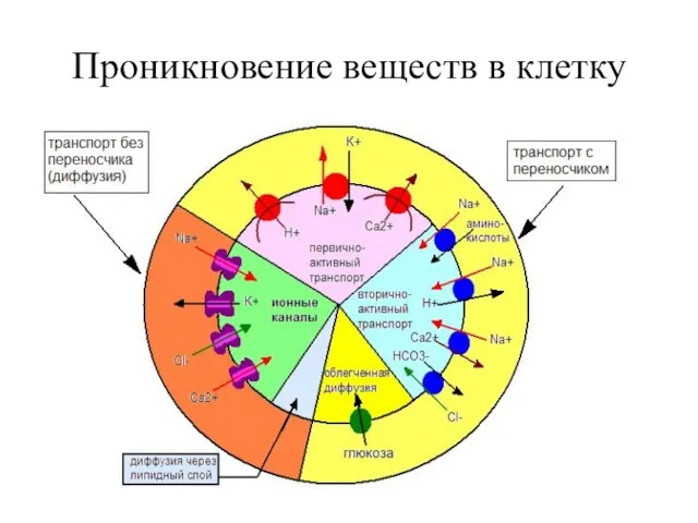 Проникновение веществ в клетку