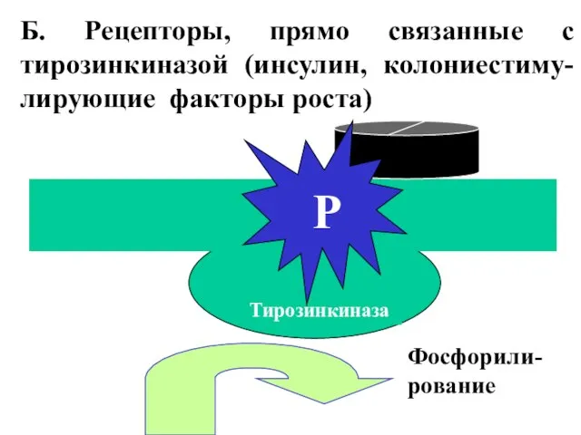 Б. Рецепторы, прямо связанные с тирозинкиназой (инсулин, колониестиму-лирующие факторы роста) Тирозинкиназа Фосфорили-рование Р