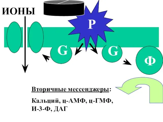 Р Вторичные мессенджеры: Кальций, ц-АМФ, ц-ГМФ, И-3-Ф, ДАГ Ф G G ИОНЫ