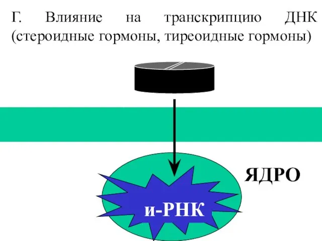 Г. Влияние на транскрипцию ДНК (стероидные гормоны, тиреоидные гормоны) и-РНК ЯДРО