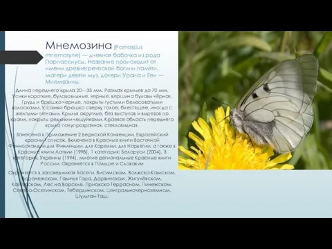 Мнемозина (Parnassius mnemosyne) — дневная бабочка из рода Парнассиусы. Название происходит