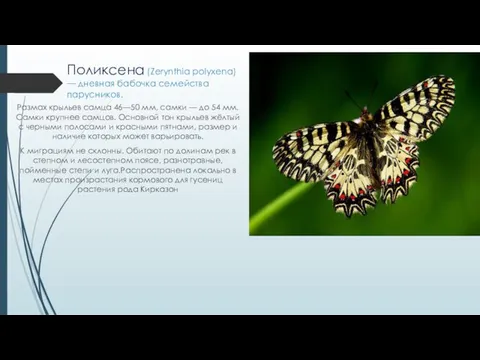 Поликсена (Zerynthia polyxena) — дневная бабочка семейства парусников. Размах крыльев самца