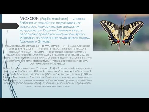 Махаон (Papilio machaon) — дневная бабочка из семейства парусников или кавалеров.