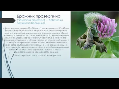 Бражник прозерпина (Proserpinus proserpina) — бабочка из семейства бражников . Длина