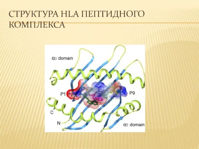 СТРУКТУРА HLA ПЕПТИДНОГО КОМПЛЕКСА