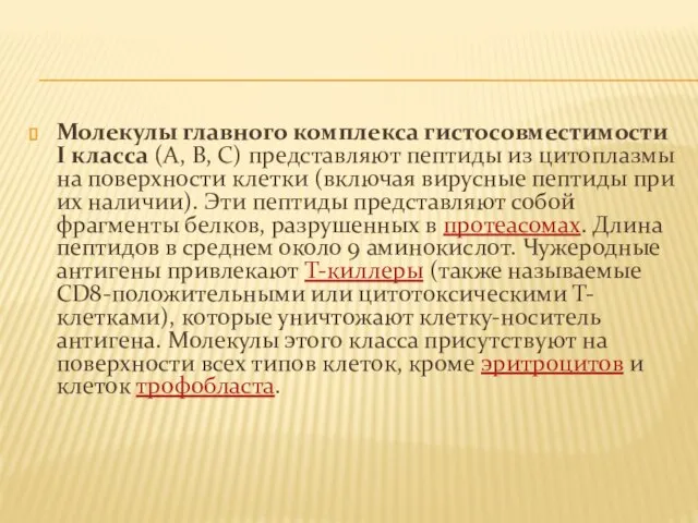 Молекулы главного комплекса гистосовместимости I класса (A, B, C) представляют пептиды