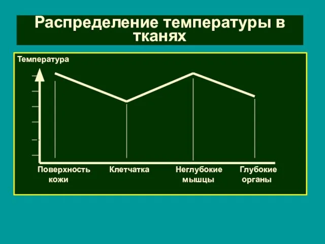 Распределение температуры в тканях Температура Поверхность кожи Клетчатка Неглубокие мышцы Глубокие органы