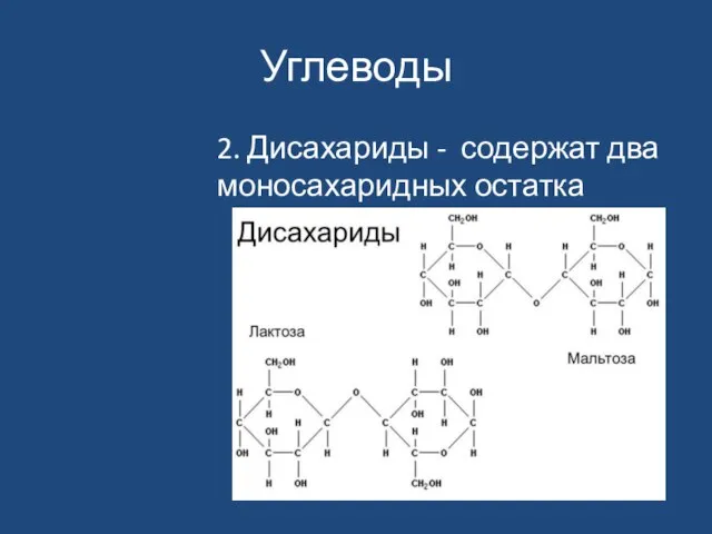 Углеводы 2. Дисахариды - содержат два моносахаридных остатка