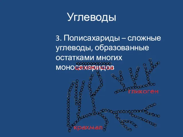 Углеводы 3. Полисахариды – сложные углеводы, образованные остатками многих моносахаридов