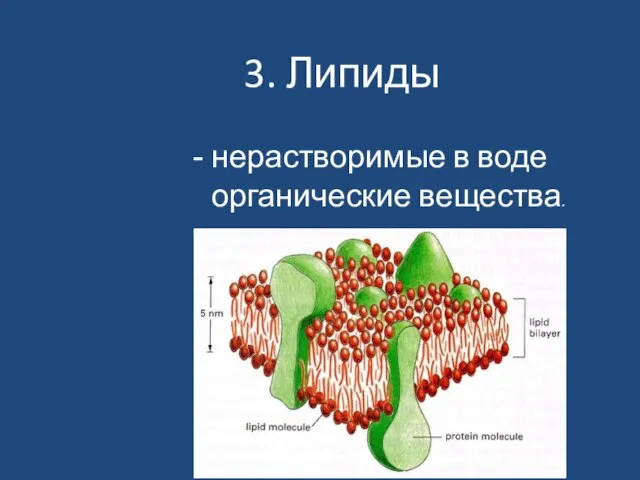 3. Липиды нерастворимые в воде органические вещества.