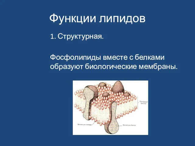 Функции липидов 1. Структурная. Фосфолипиды вместе с белками образуют биологические мембраны.