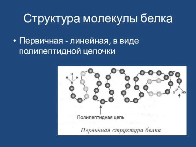 Структура молекулы белка Первичная - линейная, в виде полипептидной цепочки