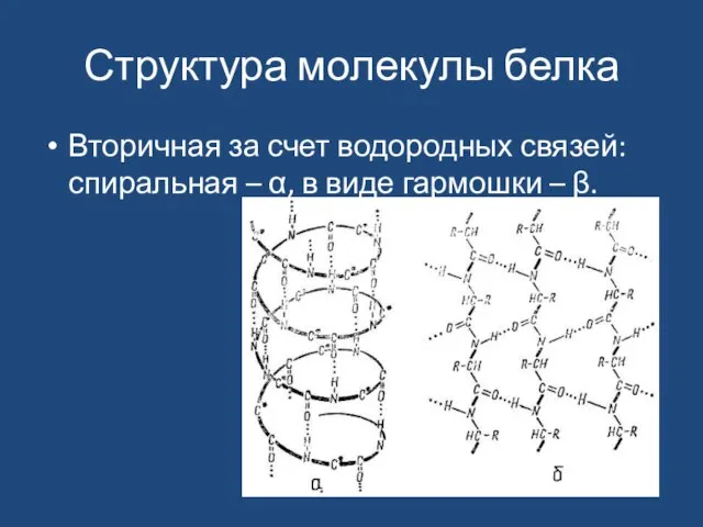 Структура молекулы белка Вторичная за счет водородных связей: спиральная – α, в виде гармошки – β.