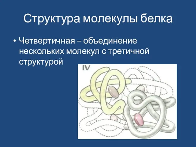 Структура молекулы белка Четвертичная – объединение нескольких молекул с третичной структурой