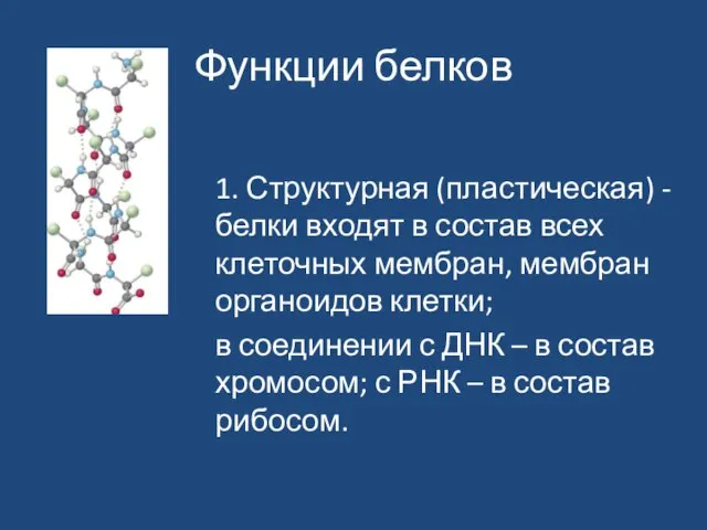 Функции белков 1. Структурная (пластическая) - белки входят в состав всех