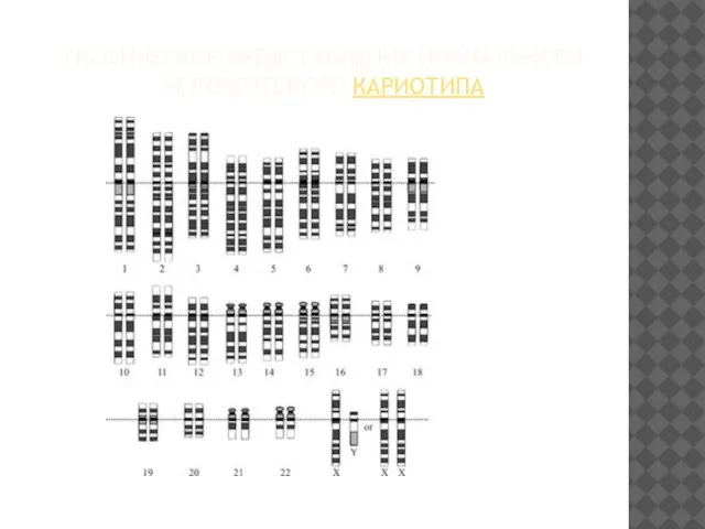 ГРАФИЧЕСКОЕ ПРЕДСТАВЛЕНИЕ НОРМАЛЬНОГО ЧЕЛОВЕЧЕСКОГО КАРИОТИПА