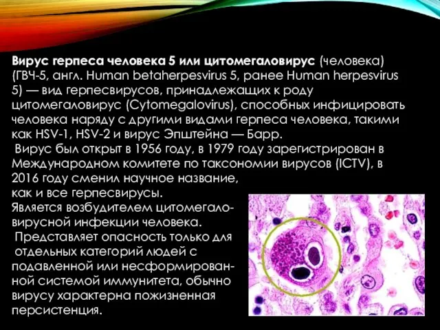 Вирус герпеса человека 5 или цитомегаловирус (человека) (ГВЧ-5, англ. Human betaherpesvirus