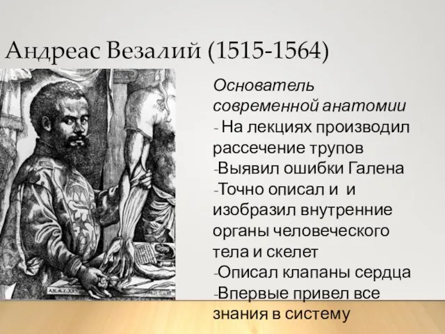 Андреас Везалий (1515-1564) Основатель современной анатомии - На лекциях производил рассечение