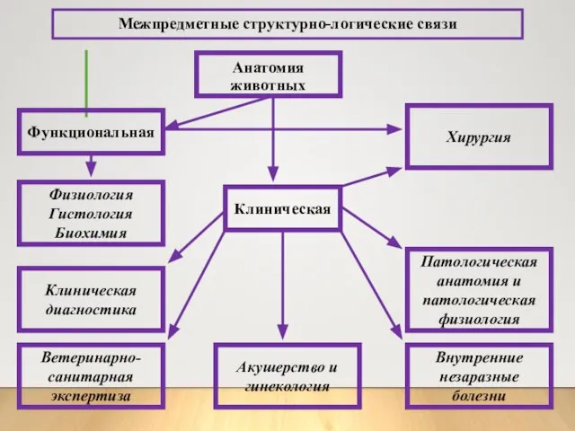 Анатомия животных Ветеринарно-санитарная экспертиза Акушерство и гинекология Внутренние незаразные болезни Клиническая