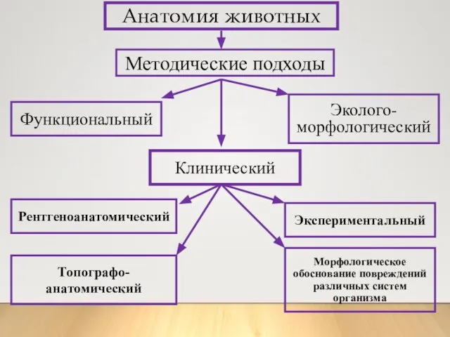 Анатомия животных Методические подходы Функциональный Эколого-морфологический Клинический Рентгеноанатомический Топографо- анатомический Экспериментальный