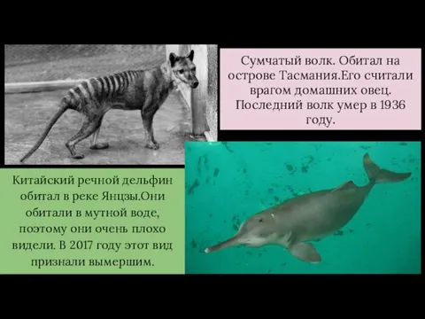 Сумчатый волк. Обитал на острове Тасмания.Его считали врагом домашних овец. Последний