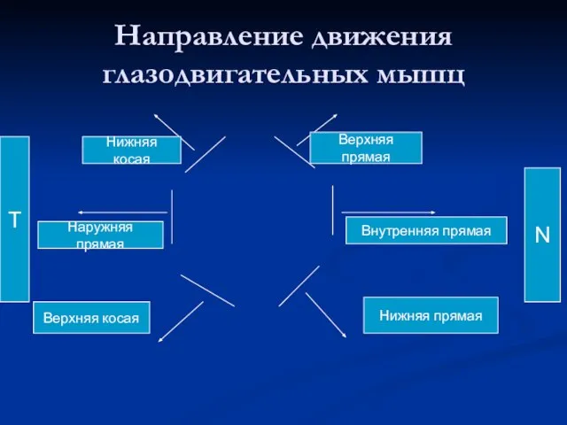 Направление движения глазодвигательных мышц Внутренняя прямая Наружняя прямая Верхняя прямая Нижняя