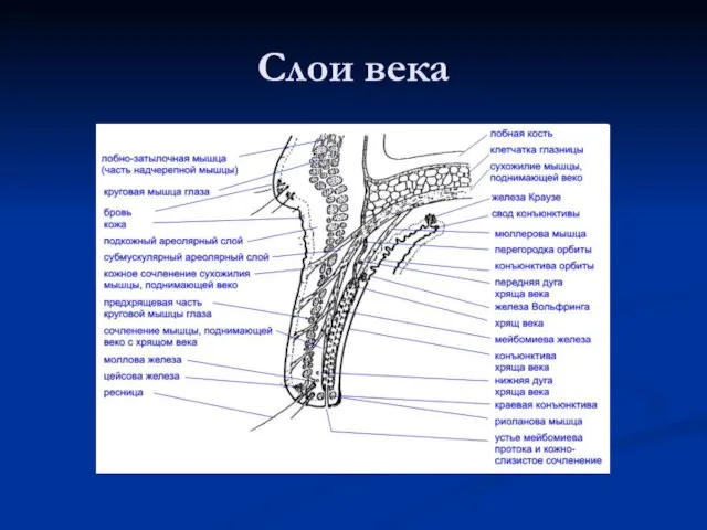 Слои века