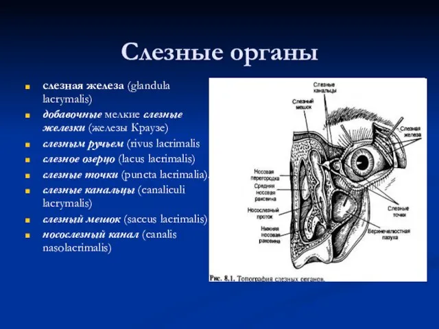 Слезные органы слезная железа (glandula lacrymalis) добавочные мелкие слезные железки (железы