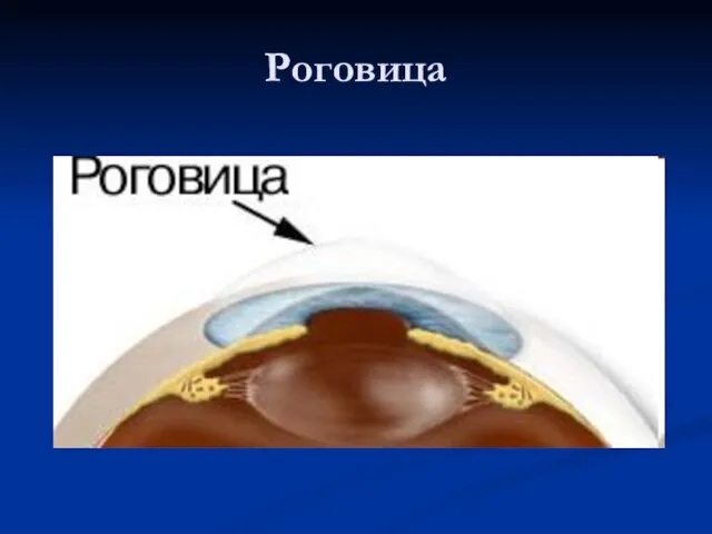 Роговица