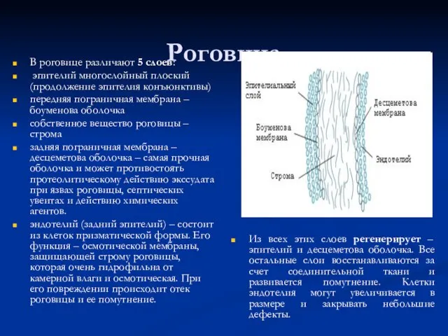 Роговица В роговице различают 5 слоев: эпителий многослойный плоский (продолжение эпителия