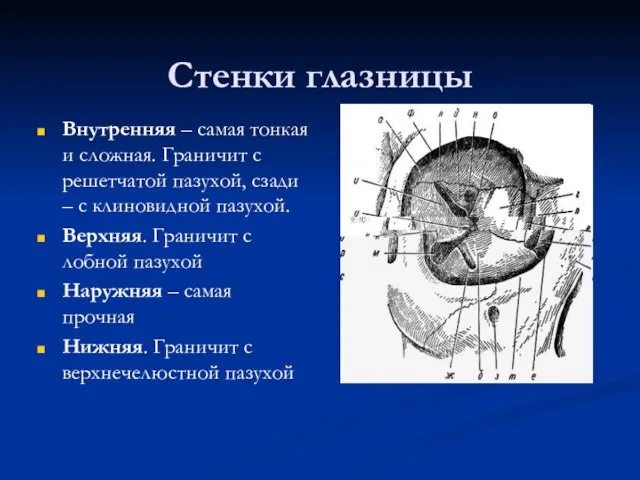 Стенки глазницы Внутренняя – самая тонкая и сложная. Граничит с решетчатой