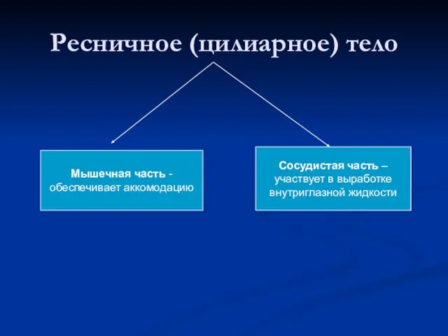 Ресничное (цилиарное) тело Мышечная часть - обеспечивает аккомодацию Сосудистая часть – участвует в выработке внутриглазной жидкости