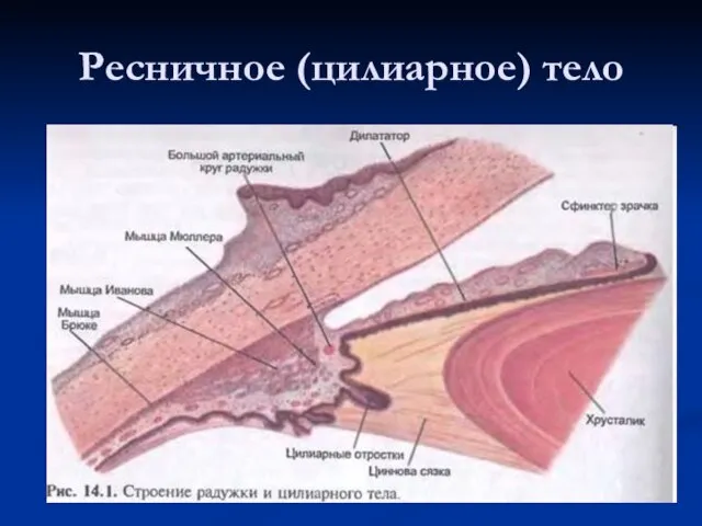 Ресничное (цилиарное) тело