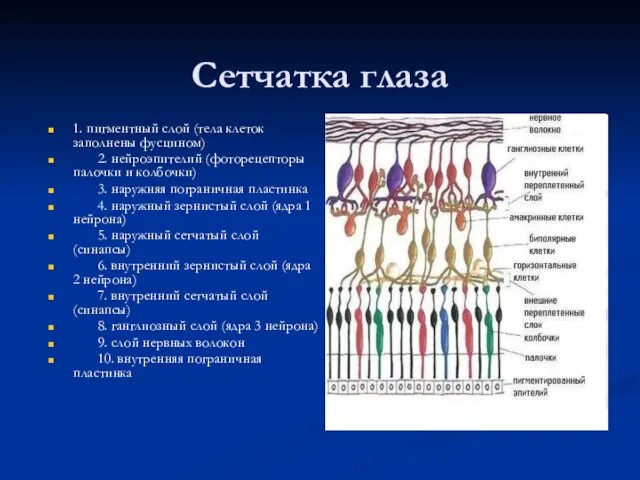 Сетчатка глаза 1. пигментный слой (тела клеток заполнены фусцином) 2. нейроэпителий