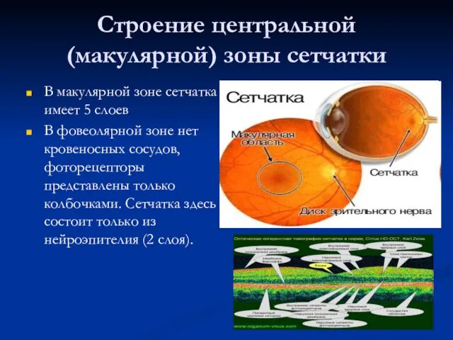 Строение центральной (макулярной) зоны сетчатки В макулярной зоне сетчатка имеет 5