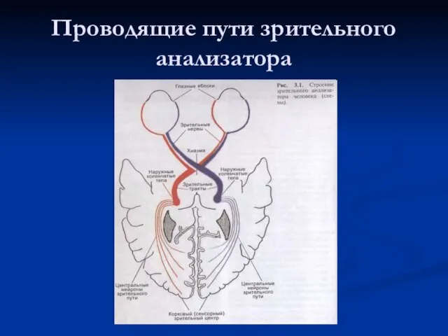 Проводящие пути зрительного анализатора