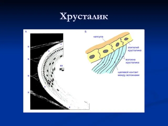 Хрусталик