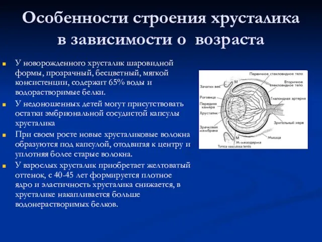 Особенности строения хрусталика в зависимости о возраста У новорожденного хрусталик шаровидной