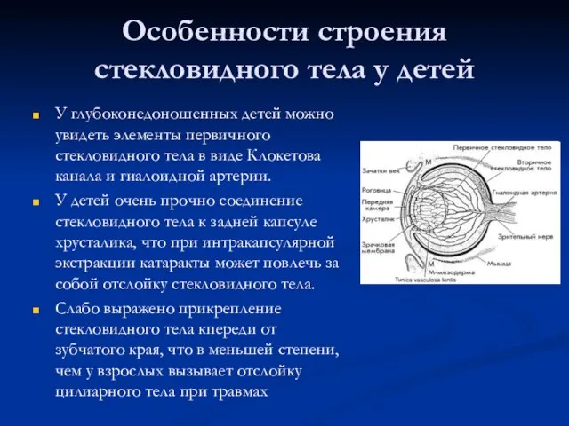 Особенности строения стекловидного тела у детей У глубоконедоношенных детей можно увидеть