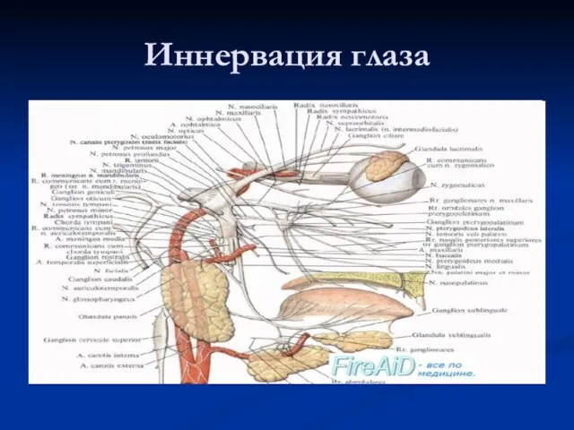 Иннервация глаза