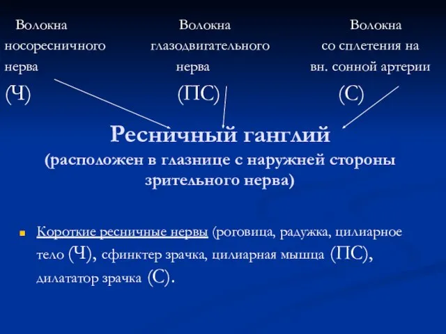 Ресничный ганглий (расположен в глазнице с наружней стороны зрительного нерва) Волокна