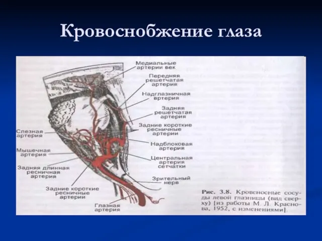 Кровоснобжение глаза