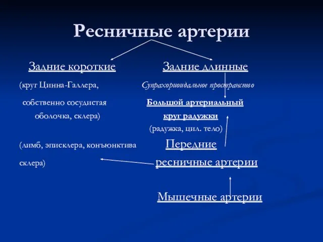 Ресничные артерии Задние короткие Задние длинные (круг Цинна-Галлера, Супрахориоидальное пространство собственно