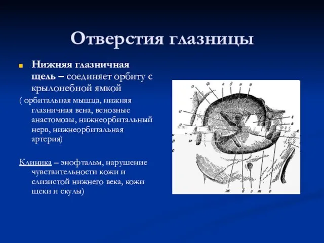 Отверстия глазницы Нижняя глазничная щель – соединяет орбиту с крылонебной ямкой