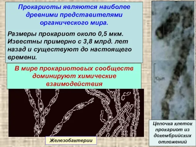 Прокариоты являются наиболее древними представителями органического мира. Размеры прокариот около 0,5