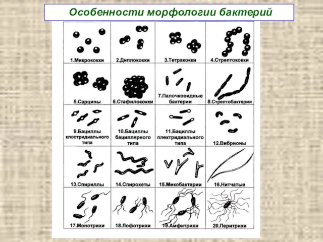 Особенности морфологии бактерий