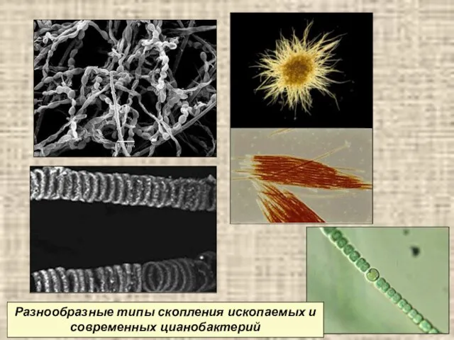 Разнообразные типы скопления ископаемых и современных цианобактерий